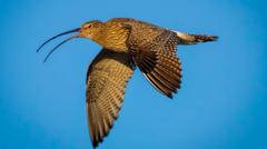 Can drones help save Wales’ most threatened bird?