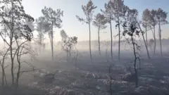 Burnt out trees after a wildfire in France.