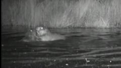 First baby beavers born in urban London for 400 years