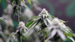 The image shows a close‑up of cannabis plants. The focus is on one plant in the centre, which has a dense cluster of leaves. The leaves are narrow with serrated edges, and the plant has a tall, thin stem. More cannabis plants appear in the background, slightly blurred.