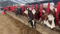 A herd of dairy cows peek out from the red pillars inside an open-sided shed. The cows are a mix of black and white and brown and white and some of the fodder covers the exterior of the shed floor