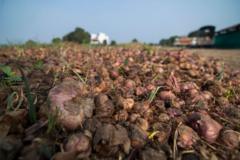 আবহাওয়ার কারণে অনেক চাষীর ফসল ক্ষেতেই নষ্ট হয়ে গেছে