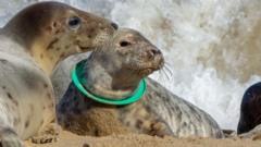 Discarded flying rings can kill seals, rescuers say