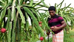 অনেক চাষী ড্রাগন ফল চাষে টনিক ব্যবহার করছেন।
