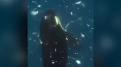 Orca swimming vertically surrounded by bits of fish