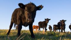 'Mad cow disease' case found on farm in Scotland
