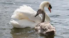 A white swan is pictured from the side at swim. A darker coloured cygnet is on the water next to it.
