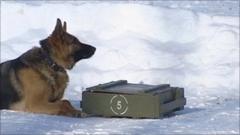 Russians train 'hi-tech' bomb-sniffing dogs - BBC News