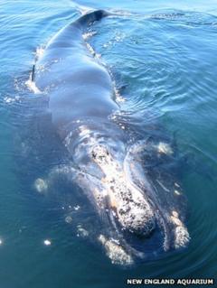 Whales 'stressed by ocean noise' - BBC News