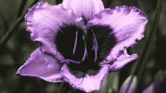 Flower viewed through an ultra-violet camera