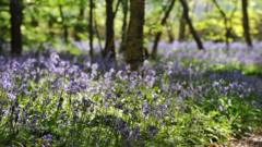 Dry weather means early Kent and Sussex bluebell bloom - BBC News