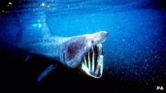 Sharks tagged off Scotland monitored online - BBC News