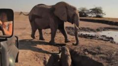 Elephant rescued from hole