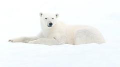 Polar bears fail to adapt to lack of food in warmer Arctic - BBC News