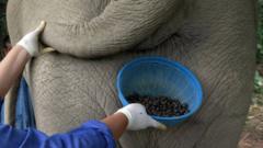 Coffee beans and back of elephant