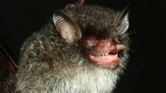 Beelzebub's tube-nosed bat