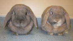A grey rabbit and a brown rabbit