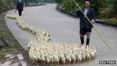 Bird Flu Strain In China 'passed Between Humans' - BBC News