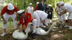 Swans being marked