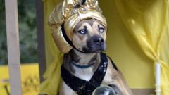 A dog dressed as a Zoltar fortune telling machine participates in the 23rd Annual Tompkins Square Halloween Dog Parade on October 26, 2013 in New York City. Thousands of spectators gather in Tompkins Square Park to watch hundreds of masquerading dogs in the countrys largest Halloween Dog Parade.