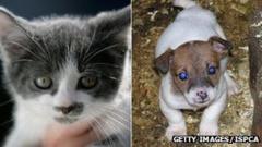 Puppy and kitten welfare e-petition demands new rules on sales - BBC News