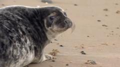 Seal pup released at Winterton-on-Sea, Norfolk