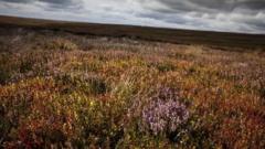 Fracking 'could harm wildlife' - BBC News