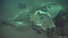 Deep-sea 'graveyard' reveals fate of dead ocean giants - BBC News