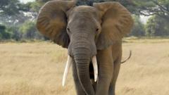 Zambian guide shows how to take on a charging elephant - BBC News