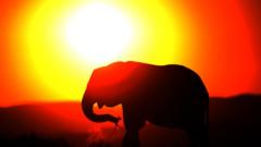 An elephant eats at sunset in Addo Elephant Game Reserve near Port Elizabeth in South Africa