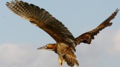 Numbers show threatened bittern is booming again - RSPB - BBC News