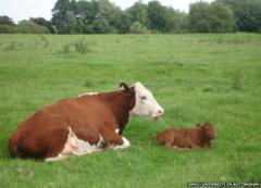 Cow researchers find meanings behind moos - BBC News