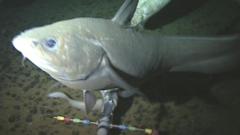 Fish filmed in the Mariana Trench