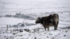 A bull stands in a snow-covered field near the village of Diggle, northern England, on December 27, 2014. Overnight flurries left parts of Britain blanketed in snow on December 27, causing power shortages and delays at airports.