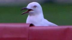 Seagull on pitch
