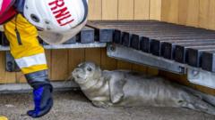 The Seal was taken in by the RNLI