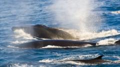 Fin whales exhaling