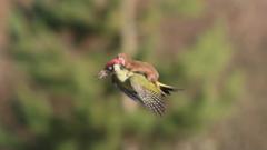 Woodpecker flying with weasel on back, Hornchurch Essex