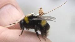 bee with tracker