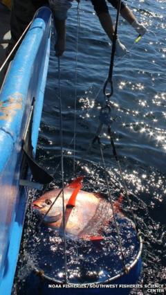 Warm-blooded fish traps its own heat in the deep - BBC News
