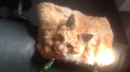 Tom, o gato transformado em bolsa