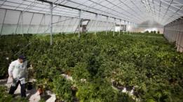 Estufa para produção de maconha para fins medicinais em Safed, Israel