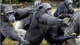 Chimpanzés na Libéria