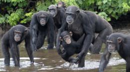 Chimpanzés na Libéria