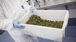 Produção de maconha para fins medicinais no Canadá