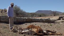 Farmer with dead cattle