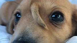 El singular cachorro con una cola en la cabeza rescatado en Estados Unidos que se volvió viral