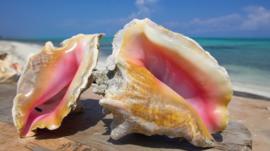 A close-up of to conchs