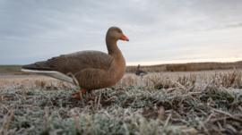 Goose on field