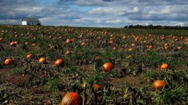 Pumpkins await harvest in a field along Rt 165 in Ohio